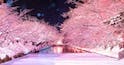 冬に咲く幻影のサクラ - 青森・弘前公園