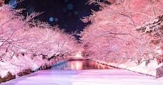冬に咲く幻影のサクラ - 青森・弘前公園