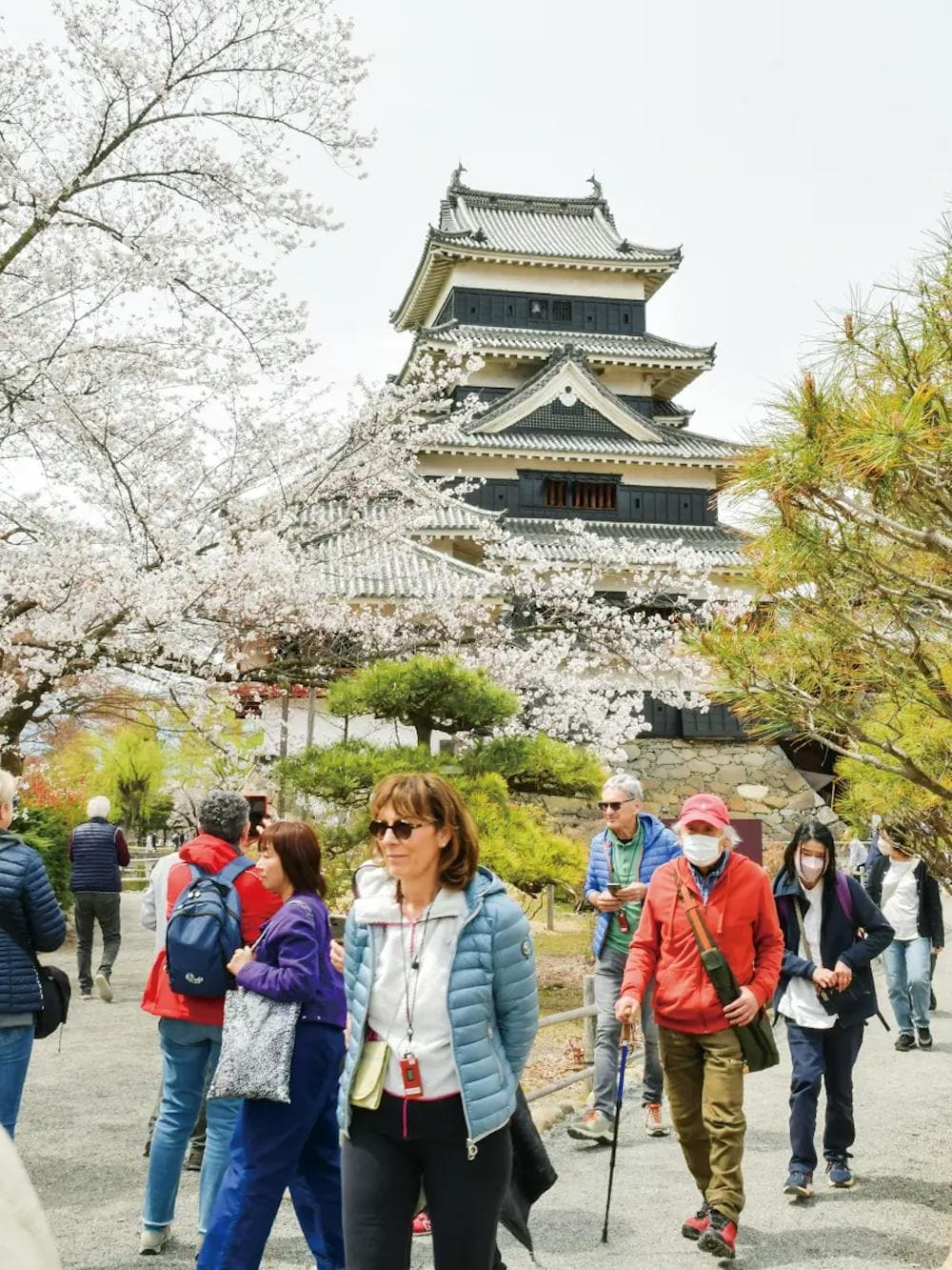 桜が満開に咲く中、訪日外国人客でにぎわう松本城＝１１日　長野・松本市